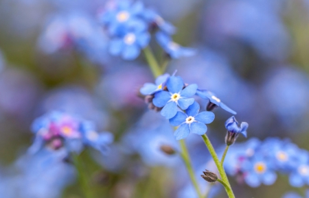 Forget me not - flowers, flower, nature, blue