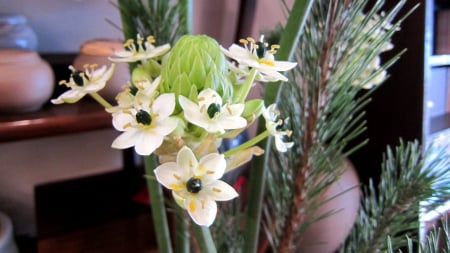 Lovely flowers - flowers, pretty, lovely, flower pot