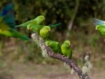 Beautiful Parrots