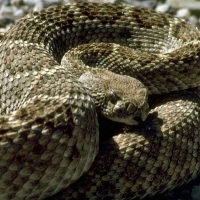 Rattlesnake 2