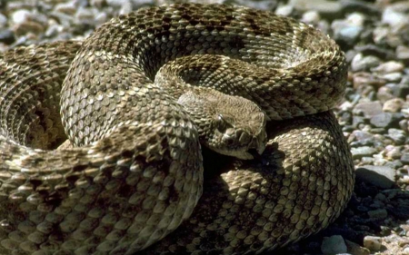 Rattlesnake 2 - wildlife, venomous, wide screen, photography, viper, snake, animal, reptile, photo