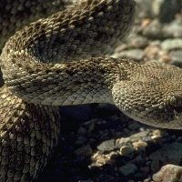 Venomous Rattlesnake 2