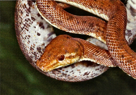 Amazon Boa 2 - constrictor, snake, photography, photo, wide screen, viper, animal, reptile, Boa, wildlife