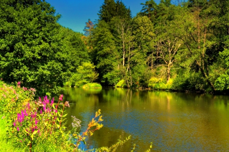 Forest pond - nice, sky, trees, water, greenery, quiet, pretty, green, pond, lake, summer, shore, lovely, ion, forest, beautiful, flowers