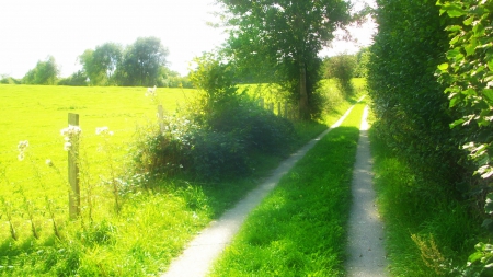 Sunny Day - path, calm, summer, green