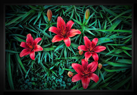 Red flowers - flowers, red