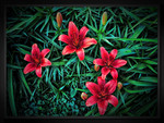 Red flowers