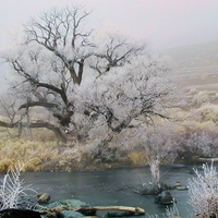 Creepy tree