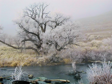 Creepy tree - nature, trees