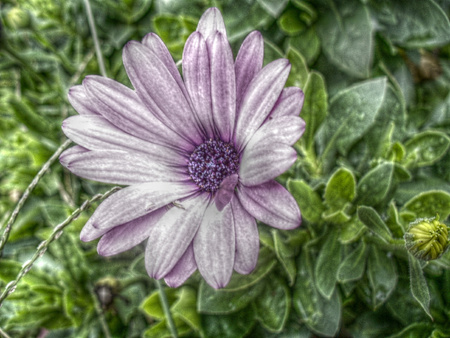 Purple flower - flowers, purple