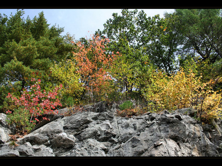 Tree and stones - trees, nature