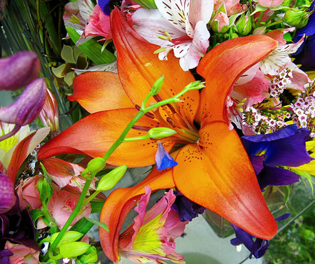 Lily - flowers, lily