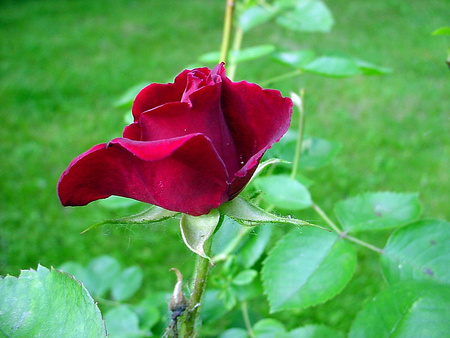 Red rose - flowers, roses