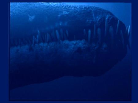 THE BIGGEST JAWES THIS WORLD HAS EVER SEEN - haha, glad i cant swimm