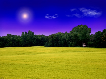 Sea of Yellow - trees, yellow, field, sky, woods