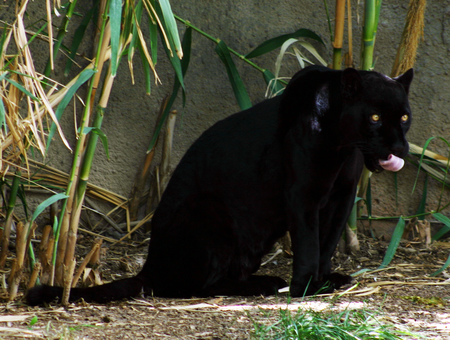 black panther - sitting, in open