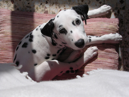 dalmatian puppi