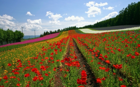 Poppies - colors, field, trees, landscapes