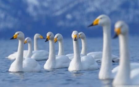 Flock Of Swans - nice, of, hd, swans, flock, animals, birds