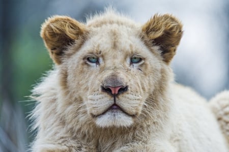 Prince Lion - animal, nature, lion, cat