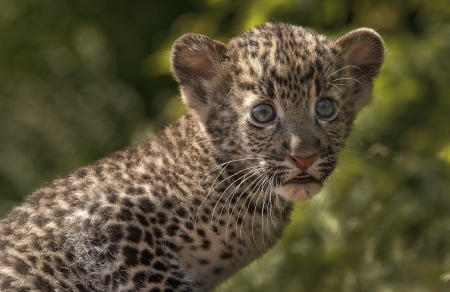 Cub - animal, cub, nature, cat