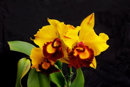 Orchid - beauty, orchid, flower, nature