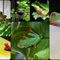 FROGS