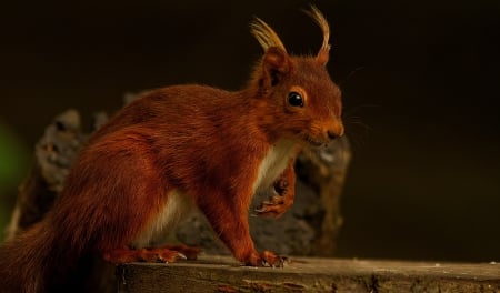 $quirrels - wield, squirrels, nature, brown