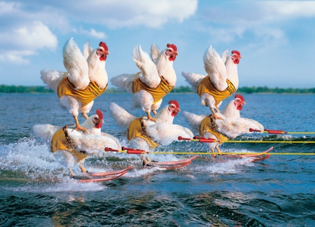 Water hen :) - hen, water, blue, sea, acrobt