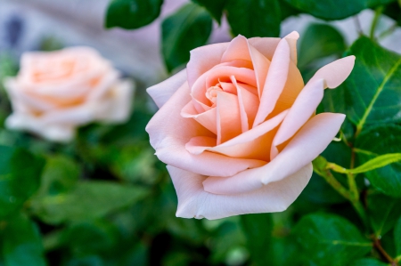 Beautiful rose - flowers, rose, blooms, petals