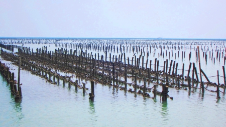 Oyster aquaculture wooden stand - Oyster aquaculture, sea, wooden stand, raising oyster