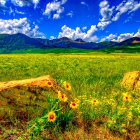 Wildflowers in Waterton Lakes National Park