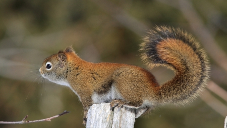 squirrel - black, whit, squirrel, wood