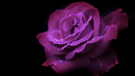 Mauve Rose - NATURE, ROSE, BEAUTY, FLOWERS