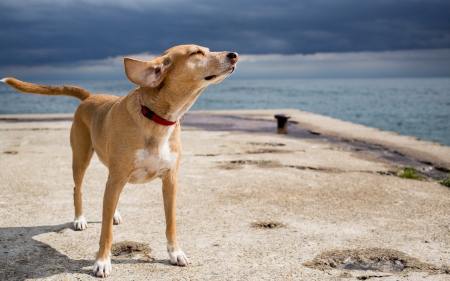 *** Dog on the beach *** - dog, animal, dogs, animals