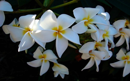 Plumeria - nature, beauty, flowers, plumeria