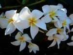 Plumeria