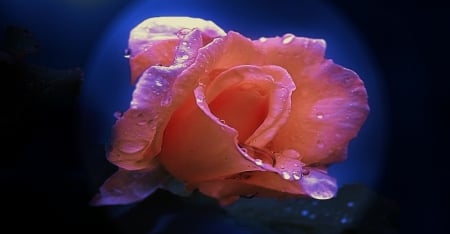 Pink Rose - NATURE, ROSE, BEAUTY, FLOWERS