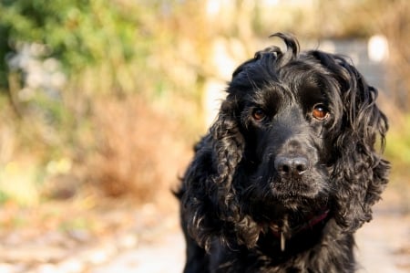 *** Black dog *** - animal, dogs, animals, dog