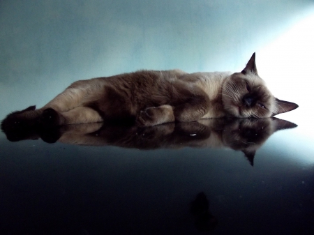 *** Cats reflection *** - reflection, animals, anmal, cats