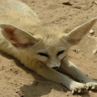 Fennec Fox