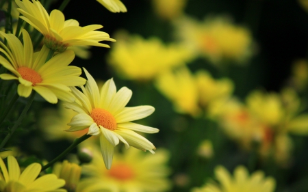 *** Yellow flowers ***