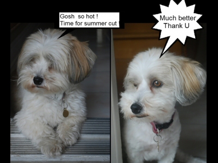 Hot , hot summer . - cute, dog, summer, haircut