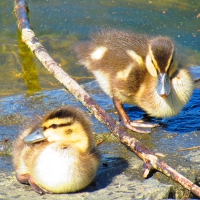 Baby ducks