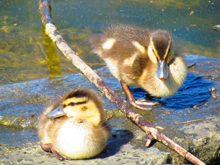 Baby ducks - duck, animal, water, nature, lake, baby