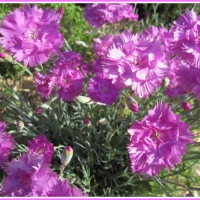 Carnation Flowers