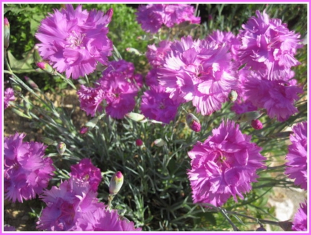 Carnation Flowers - carnation, flowers, nature, purple