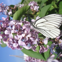 Butterfly on Flowers