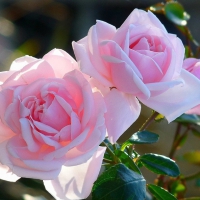 Beautiful pink roses