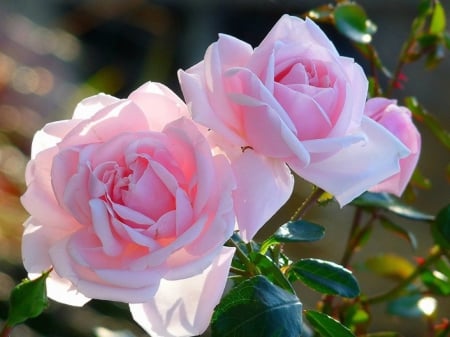 Beautiful pink roses - nature, flora, roses, pink, soft, beautiful, flowers, rose